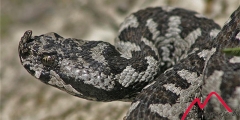 Opasnost ili prijatelj: zmije u susjedstvu